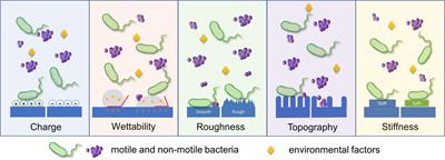 Implication of Surface Properties, Bacterial Motility, and Hydrodynamic Conditions on Bacterial Surface Sensing and Their Initial Adhesion